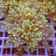 Euphyllia yayamensis Mariculture euphy3874