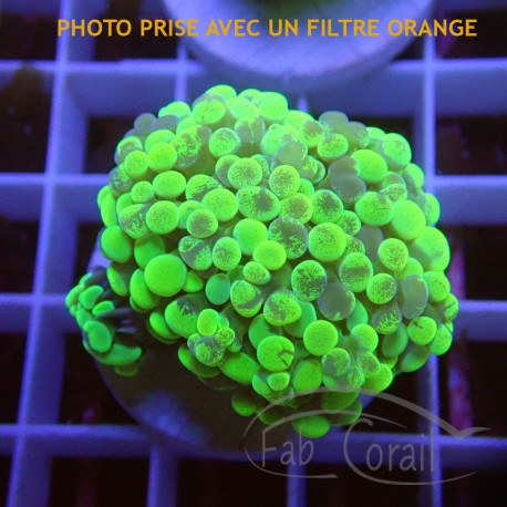 Euphyllia parancora Mariculture euphy3881