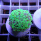 Euphyllia parancora Mariculture euphy3881