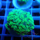 Euphyllia parancora Mariculture euphy3881