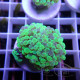 Euphyllia parancora Mariculture euphy3882