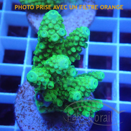 Acropora humilis fidji acro8254