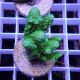 Acropora humilis fidji acro8254