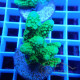 Acropora humilis fidji acro8254