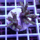 Acropora subulata Indonésie acro8337