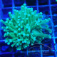 Euphyllia glabrescens 24K Mariculture euphy3888