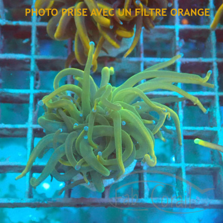 Euphyllia glabrescens holymolly Top qualité élevage local euphy3903