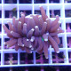 Euphyllia glabrescens holygrail Mariculture euphy3885romain