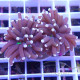 Euphyllia glabrescens joker Mariculture euphy3928