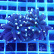 Euphyllia glabrescens joker Mariculture euphy3928