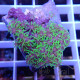 Pachyclavularia vert fluo pachy140