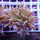 Euphyllia glabrescens nouvelle souche tricolor Mariculture euphy3936