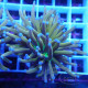 Euphyllia glabrescens nouvelle souche tricolor Mariculture euphy3936