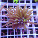 Euphyllia glabrescens nouvelle souche tricolor Mariculture euphy3937