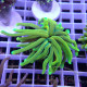 Euphyllia glabrescens joker Mariculture euphy3940