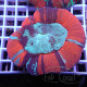 Trachyphyllia multicolor trachy268