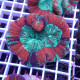 Trachyphyllia multicolor trachy275