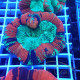 Trachyphyllia multicolor trachy275