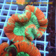 Trachyphyllia multicolor trachy276