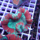 Trachyphyllia multicolor trachy276