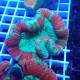 Trachyphyllia multicolor trachy276