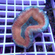 Trachyphyllia multicolor trachy277