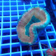 Trachyphyllia multicolor trachy277