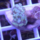 Euphyllia parancora Mariculture euphy3886