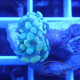 Euphyllia parancora Mariculture euphy3886