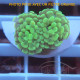 Euphyllia parancora orange Mariculture euphy3962