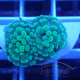 Euphyllia parancora orange Mariculture euphy3962