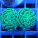 Euphyllia parancora vert Mariculture euphy3963