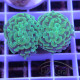 Euphyllia parancora vert Mariculture euphy3963