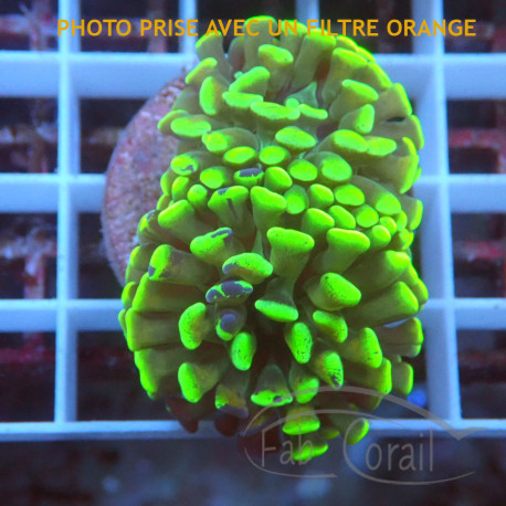 Euphyllia parancora orange Mariculture euphy3965