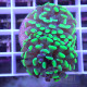 Euphyllia parancora orange Mariculture euphy3965