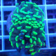 Euphyllia parancora orange Mariculture euphy3965