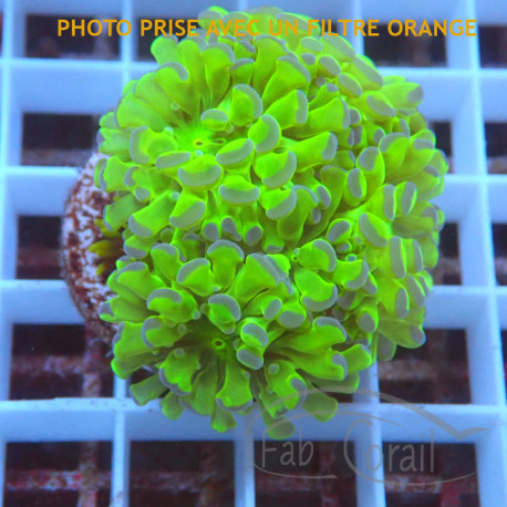 Euphyllia parancora bicolor Mariculture euphy3966