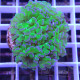 Euphyllia parancora bicolor Mariculture euphy3966