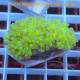 Euphyllia paradivisa Mariculture euphy3968