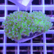 Euphyllia paradivisa Mariculture euphy3968