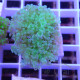 Euphyllia paradivisa Mariculture euphy3968