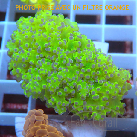 Euphyllia paradivisa Mariculture euphy3969