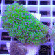 Euphyllia paradivisa Mariculture euphy3969