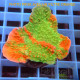 Montipora beach bum elevage local monti1508