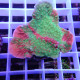 Montipora beach bum elevage local monti1508