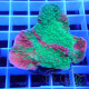 Montipora beach bum elevage local monti1508